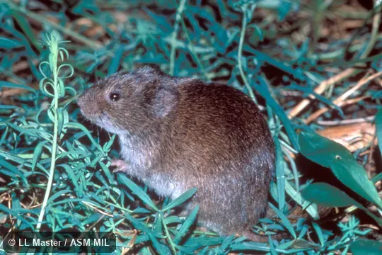 Side view. Identification based on geography. Formerly Microtus pennsylvanicus pennsylvanicus. Side view. Identification based on geography. Formerly Microtus pennsylvanicus pennsylvanicus.