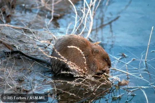 Lateral view of adult feeding at edge of water. Also as Muskbeaver. Lateral view of adult feeding at edge of water. Also as Muskbeaver.