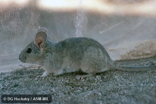 Neotoma lepida lepida. Side view, all parts visible except tip of tail. Neotoma lepida lepida. Side view, all parts visible except tip of tail.