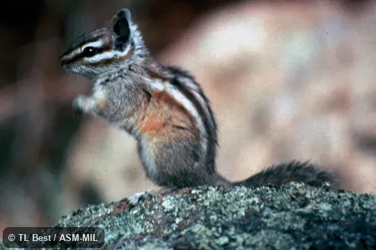Side view. Formerly Tamias cinereicollis. Side view. Formerly Tamias cinereicollis.