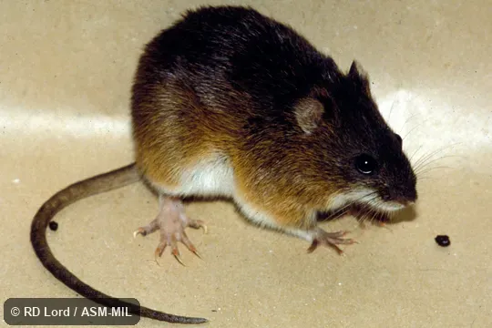 Male. Formerly part of Holochilus sciureus, Amazonian Marsh Rat. Male. Formerly part of Holochilus sciureus, Amazonian Marsh Rat.