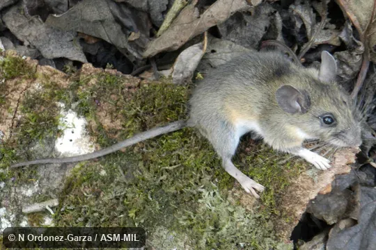 Peromyscus beatae sacarensis. Dorso-lateral view of adult. Peromyscus beatae sacarensis. Dorso-lateral view of adult.