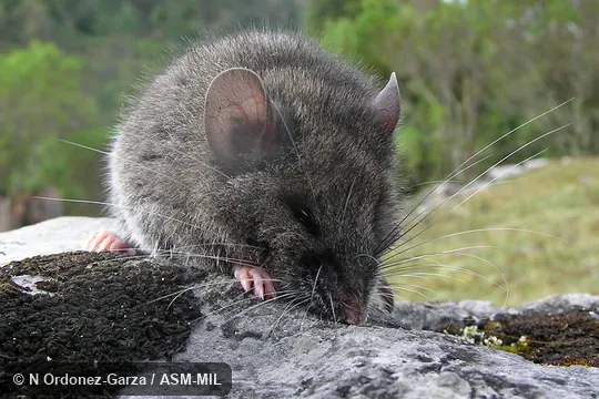 Anterior view of adult. Also as Maya Mouse. Anterior view of adult. Also as Maya Mouse.