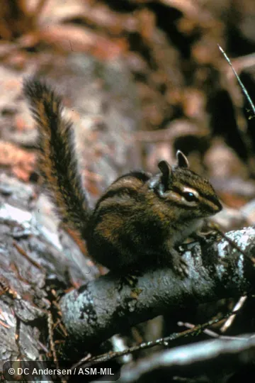 Side view. Formerly Tamias townsendii. Side view. Formerly Tamias townsendii.