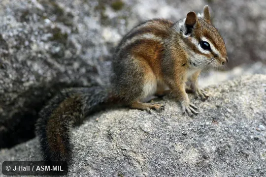 Neotamias merriami pricei. Formerly Tamias merriami. Neotamias merriami pricei. Formerly Tamias merriami.