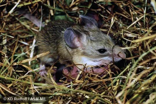 Also as Afghan Mouse-like Hamster|Great Balkhan Calomyscus|Great Balkhan Mouse-tailed Hamster. Also as Afghan Mouse-like Hamster|Great Balkhan Calomyscus|Great Balkhan Mouse-tailed Hamster.