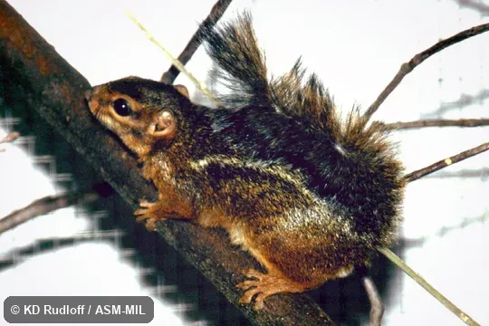 Funisciurus pyrropus talboti. Also as Red-legged Rope Squirrel. Funisciurus pyrropus talboti. Also as Red-legged Rope Squirrel.