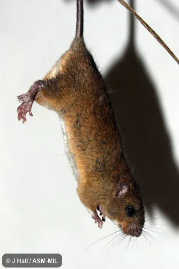 Identified by Fiona Reid. Also as Large Oecomys. Identified by Fiona Reid. Also as Large Oecomys.