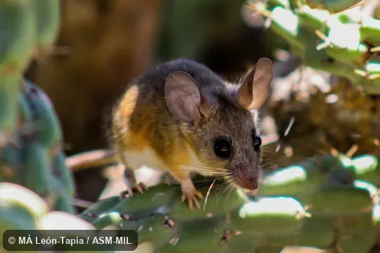 Also as Eva's Desert Mouse. Also as Eva's Desert Mouse.