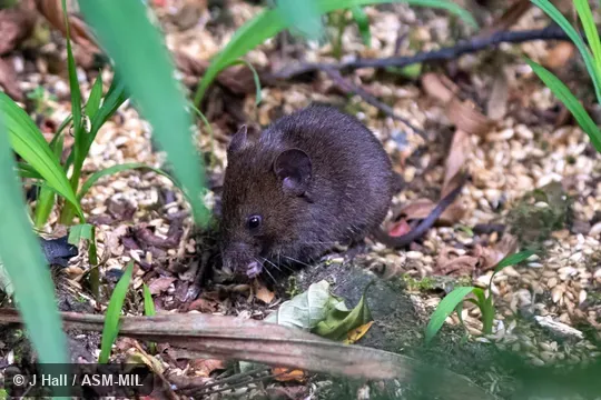 Also as Chiriqui Brown Mouse|Chiriqui Singing Mouse. Also as Chiriqui Brown Mouse|Chiriqui Singing Mouse.