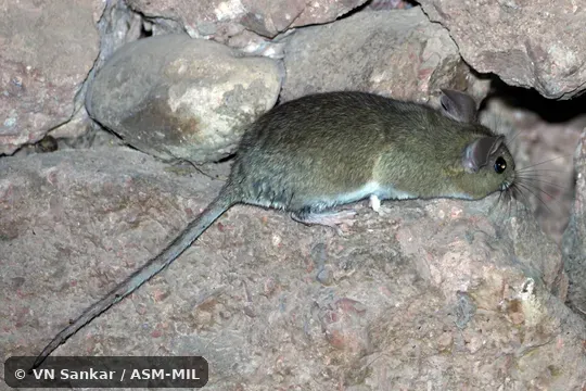 Neotoma bryanti intermedia. Formerly Neotoma lepida californica, Desert Woodrat. Neotoma bryanti intermedia. Formerly Neotoma lepida californica, Desert Woodrat.