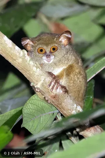Undescribed species Undescribed species