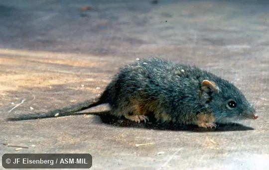 Side view.  Also as Yellow-footed Marsupial Mouse|Mardo.