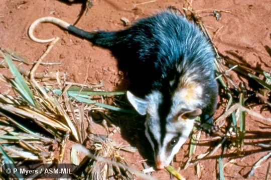 Dorsal view.  Formerly part of Didelphis albiventris, Brazilian White-eared Opossum.  Also as White-eared Opossum|Cassaco.