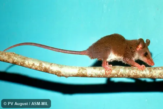 Side view.  Also as Dusky Slender Mouse Opossum|Gray-bellied Slender Mouse Opossum.