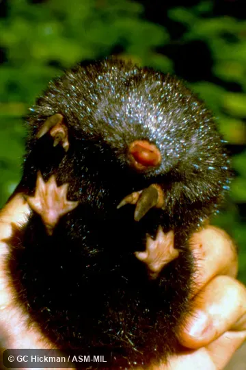Ventral view.  Formerly Chrysospalax villosa.