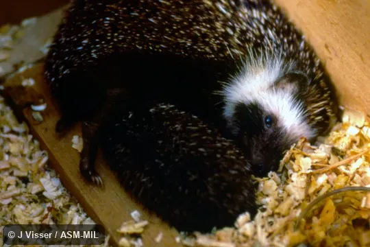 Female nursing young.  Formerly Erinaceomorpha.  Also as Cape Hedgehog, South African Hedgehog.