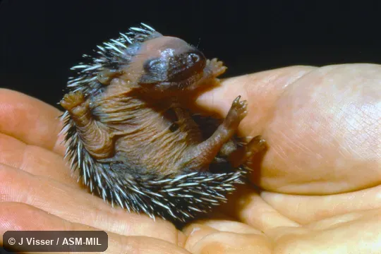 Ventral view of newborn.  Formerly Erinaceomorpha.  Also as Cape Hedgehog, South African Hedgehog.