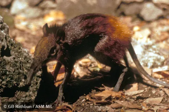 Side view of captive.  Also as Golden-rumped Elephant-shrew|Golden-rumped Giant Sengi|Yellow-rumped Sengi|Yellow-rumped Elephant-shrew.