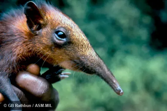Close-up of head.  Golden-rumped Elephant-shrew, Golden-rumped Giant Sengi, Yellow-rumped Sengi, Yellow-rumped Elephant-shrew