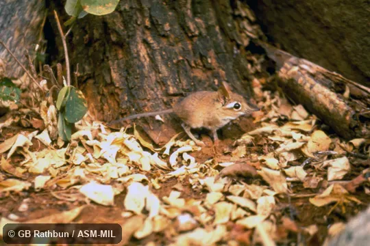 Side view.  Formerly Elephantulus rufescens.  Also as Rufous Elephant-shrew, East African Long-eared Sengi, East African Long-eared Elephant-shrew, Rufous Spectacled Sengi, Rufous Spectacled Elephant-shrew, Spectacled Sengi, Spectacled Elephant-shrew.