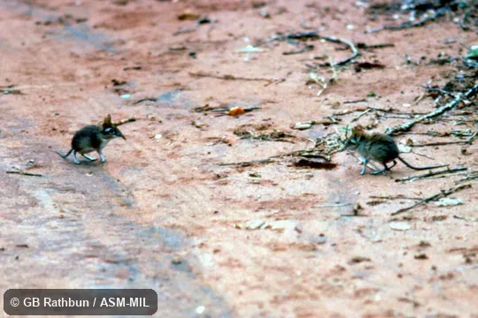 Territorial encounter between females.  Formerly Elephantulus rufescens.  Also as Rufous Elephant-shrew, East African Long-eared Sengi, East African Long-eared Elephant-shrew, Rufous Spectacled Sengi, Rufous Spectacled Elephant-shrew, Spectacled Sengi, Spectacled Elephant-shrew.