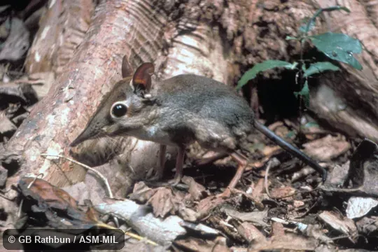 Side view, Petrodromus tetradactyla sultani.  Also as Four-toed Elephant-shrew.
