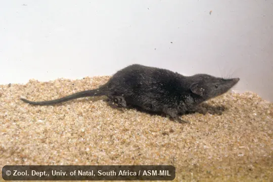 Side view of captive.  Formerly Soricomorpha.  Also as Swamp Musk Shrew.