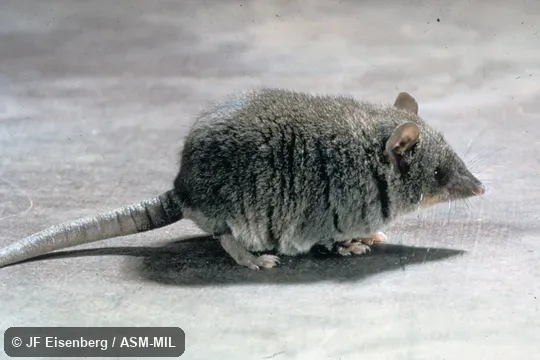 Side view.  Formerly Microgale dobsoni.  Also as Dobson's Long-tailed Tenrec