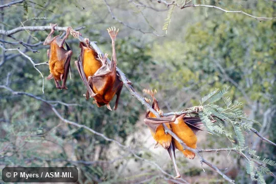 Noctilio leporinus rufescens.  Group hanging from tree branches.  Also as Fisherman Bat.