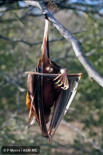 Noctilio leporinus rufescens.  Ventral view, showing hind foot.  Also as Fisherman Bat.