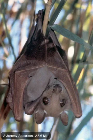 Ventral view of bat roosting in tree