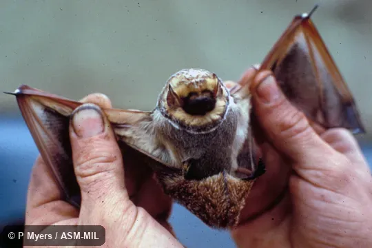Ventral view, hand-held.  Formerly Lasiurus (Lasiurus) cinereus villosissimus, Hoary Bat.  Also as Aeorestes villosissimus.
