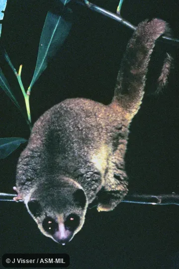 Front view.  Also as Lesser Dwarf Lemur|Spiny Forest Dwarf Lemur.