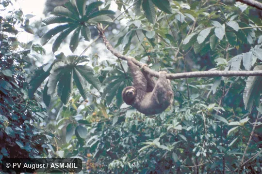 Side view on branch.  Also as Brown-throated Sloth.