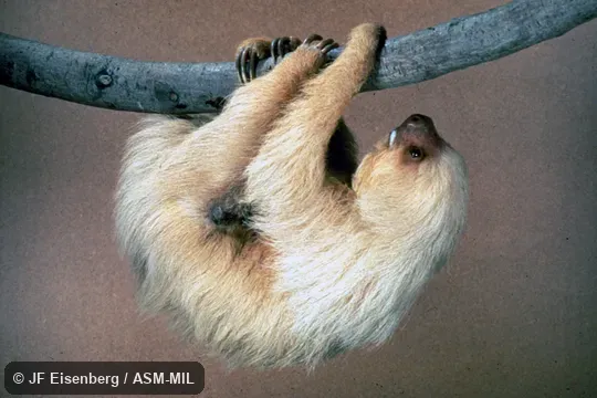 Side view.  Formerly in Megalonychidae.