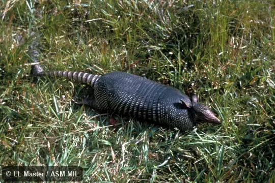Side view.  Formerly Dasypus novemcinctus mexicanus.  Also as Common Long-nosed Armadillo|Nine-banded Armadillo.