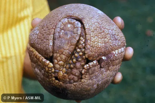Ball-shaped defensive posture.  Also as Azara's Domed Armadillo, La Plata Three-banded Armadillo.