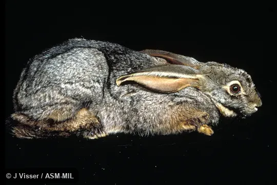 Side view of captive individual 