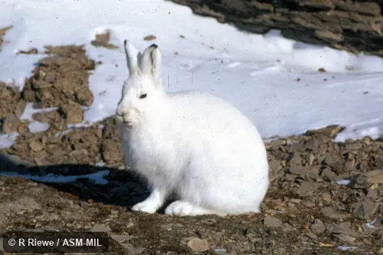 Side view, Lepus arcticus monstrabilis.  Also as American Arctic Hare|Canadian Arctic Hare|Labrador Hare|Greenland Hare|Polar Hare.