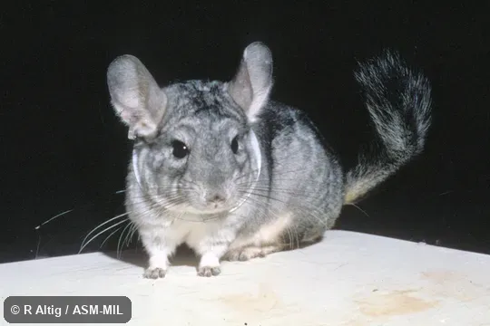 Front view of captive.  Formerly Chinchilla lanigera.  Also as Coastal Chinchilla|Common Chinchilla|Long-tailed Chinchilla.