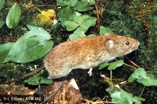 Side view.  Formerly Myodes gapperi.  Also as Boreal Red-backed Vole|Gapper's Red-backed Vole.