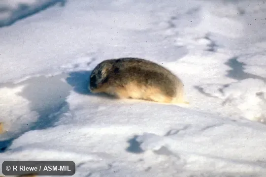 Side view.  Also as Bering Collared Lemming|Greenland Collared Lemming|Northern Collared Lemming|Northern Hoofed Lemming|Northern Varying Lemming.