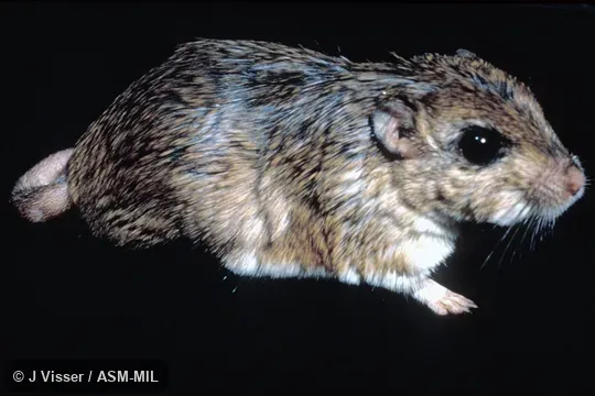 Side view.  Also as Gerbilliscus afra.