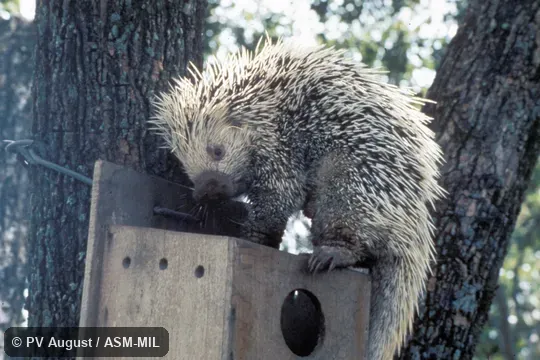 Side view.  Also as Prehensile-tailed Porcupine, Brazilian Porcupine.