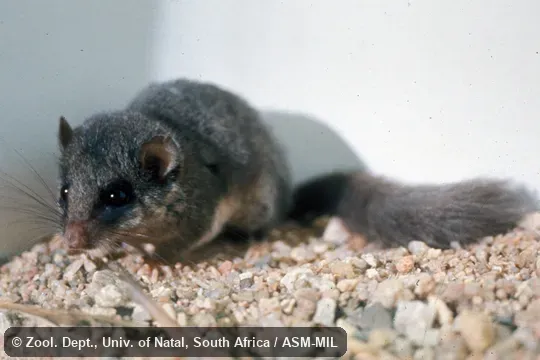 Side view.  Also as Woodland Dormouse.