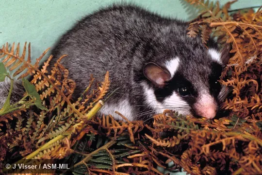 Side view.  Also as Gemsbokmuis|Namtap.