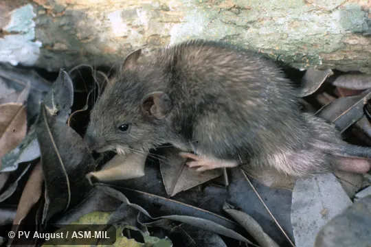 Side view of adult male.  Also as Caribbean Spiny Pocket Mouse|Northern South American Spiny Pocket Mouse.