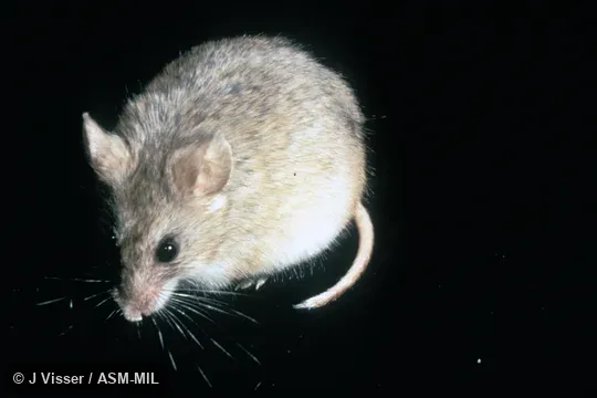 Oblique view.  Also as Krebs's African Fat Mouse.