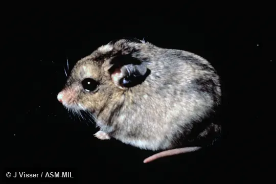 Side view.  Also as Gerbil Mouse|Large-eared African Desert Mouse|Long-eared Mouse.